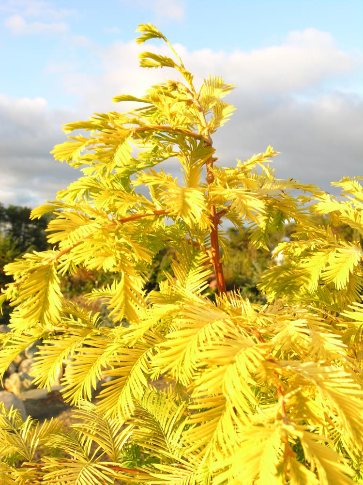 Gold Rush Dawn Redwood Katsura Gardens 