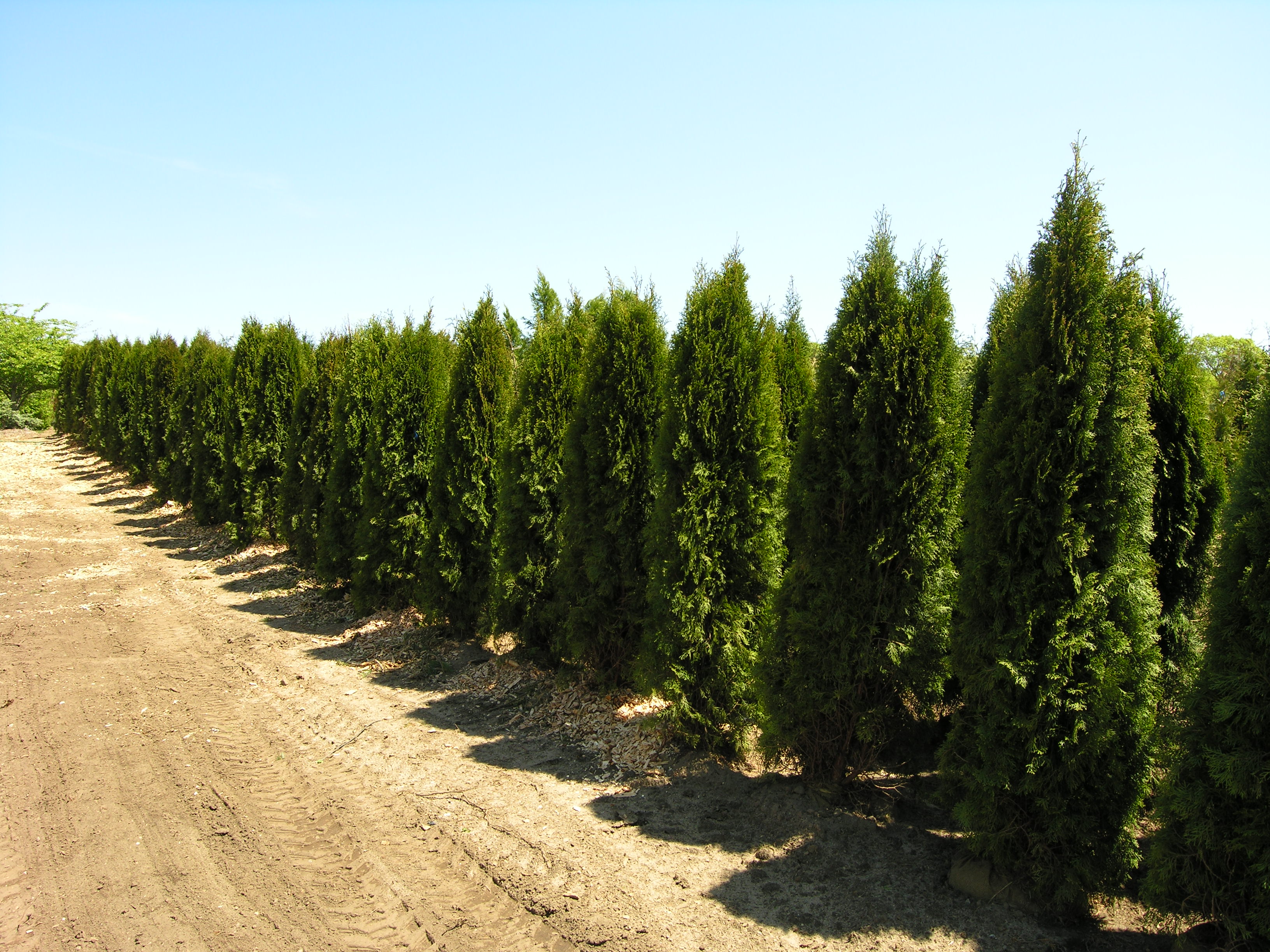 Emerald Green Arborvitae | Katsura Gardens