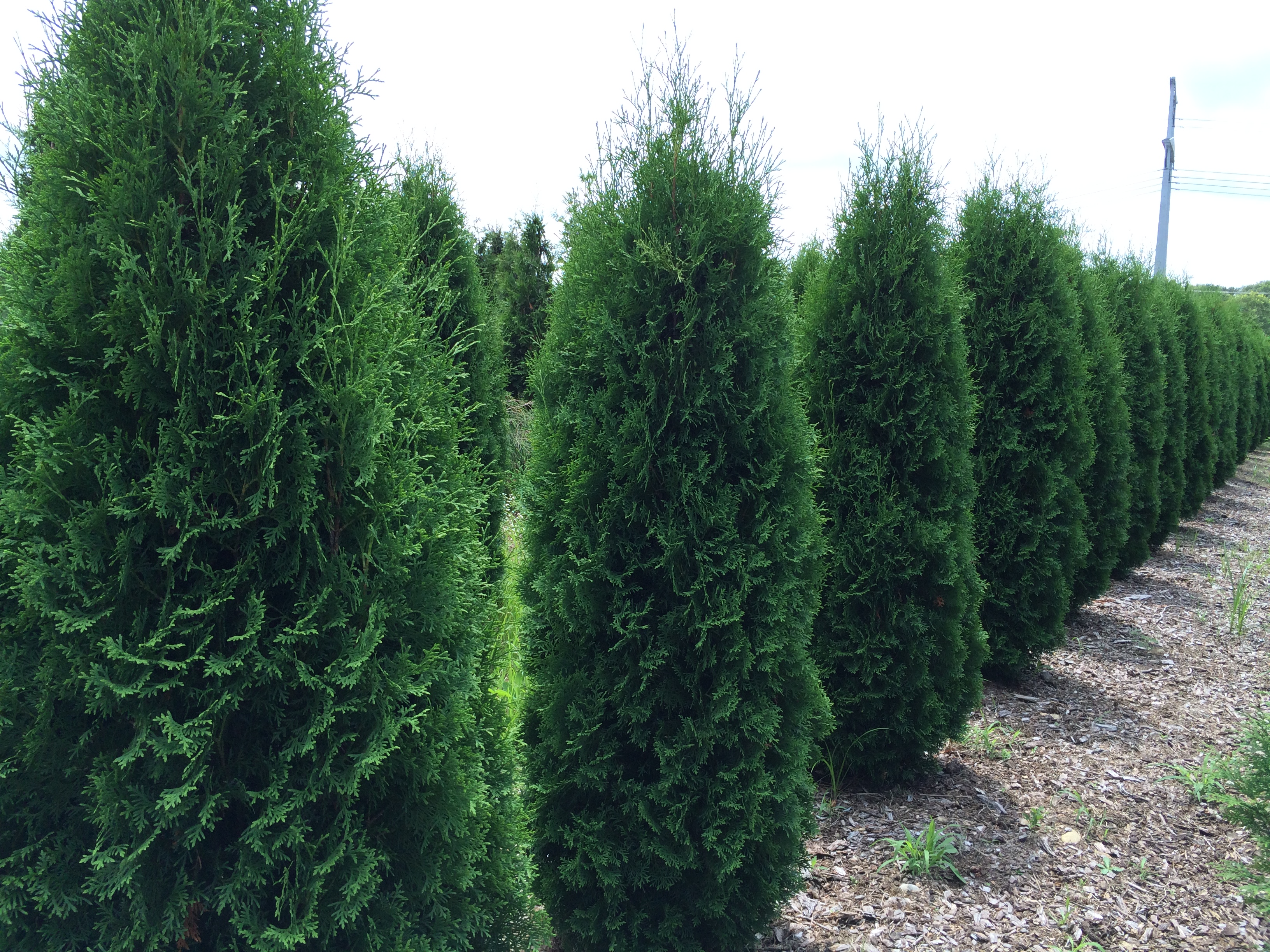 Malonyana American Arborvitae | Katsura Gardens