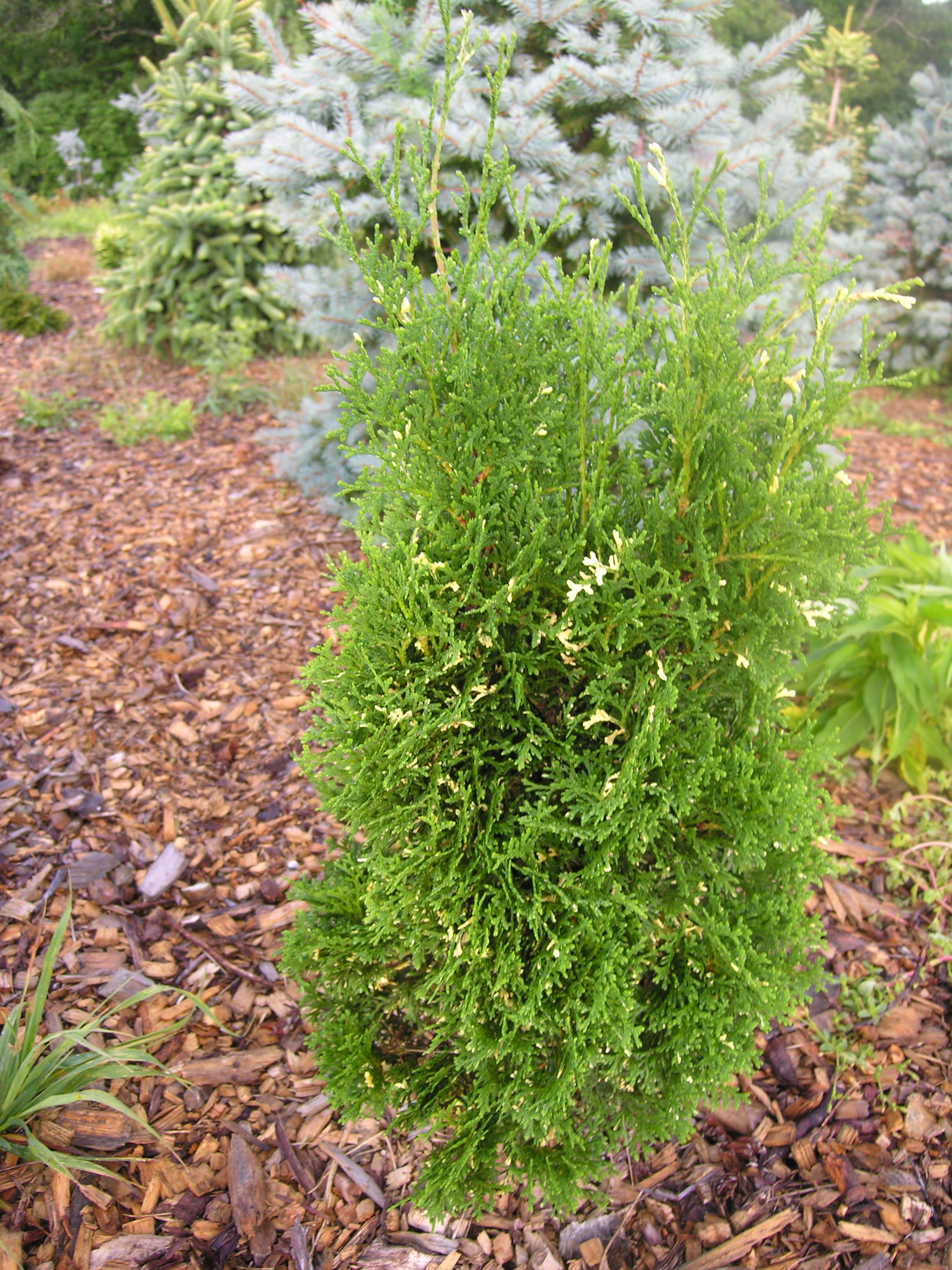 Konfetti American Arborvitae | Katsura Gardens