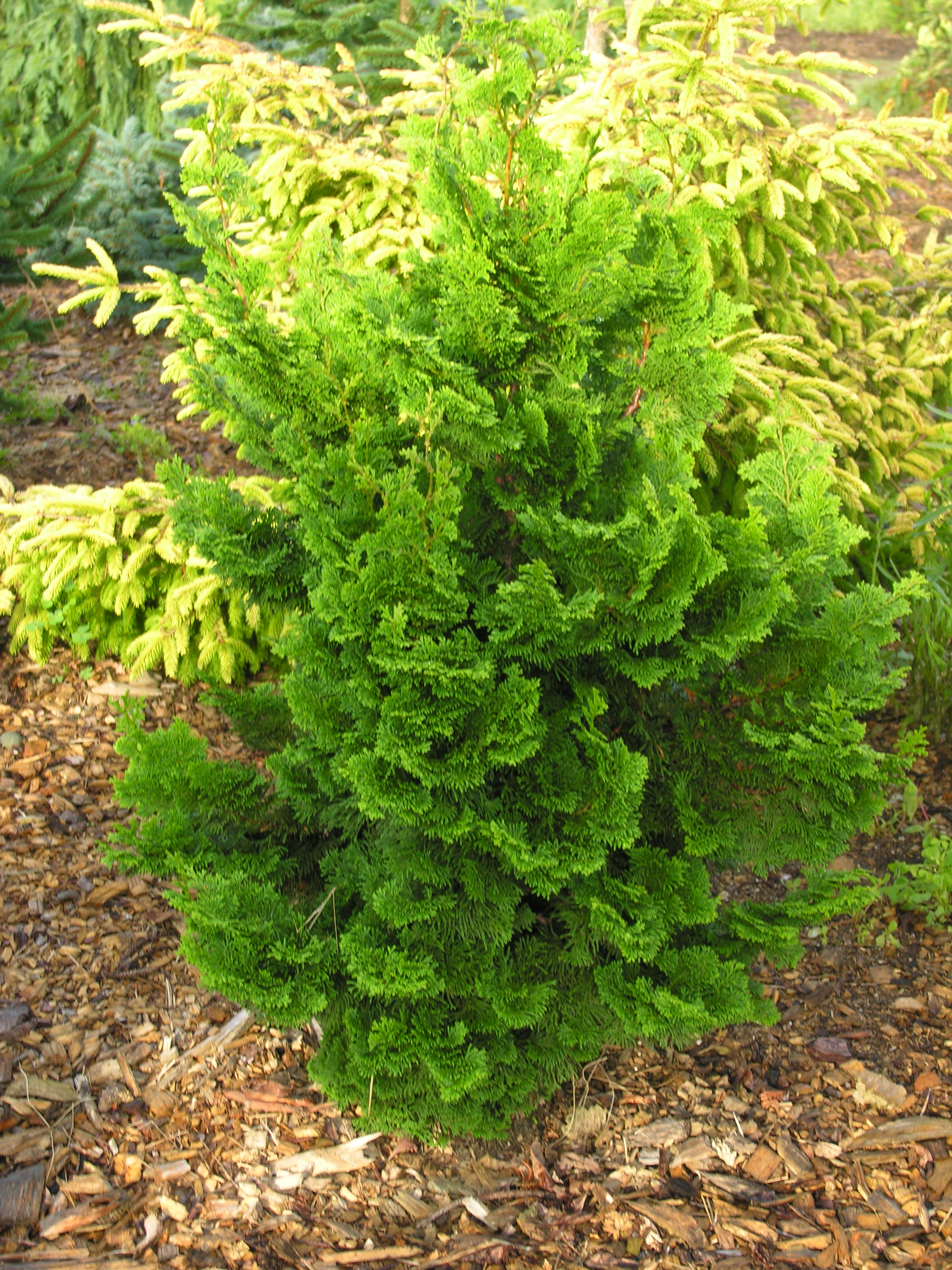 Vokel's Upright Hinoki Cypress | Katsura Gardens