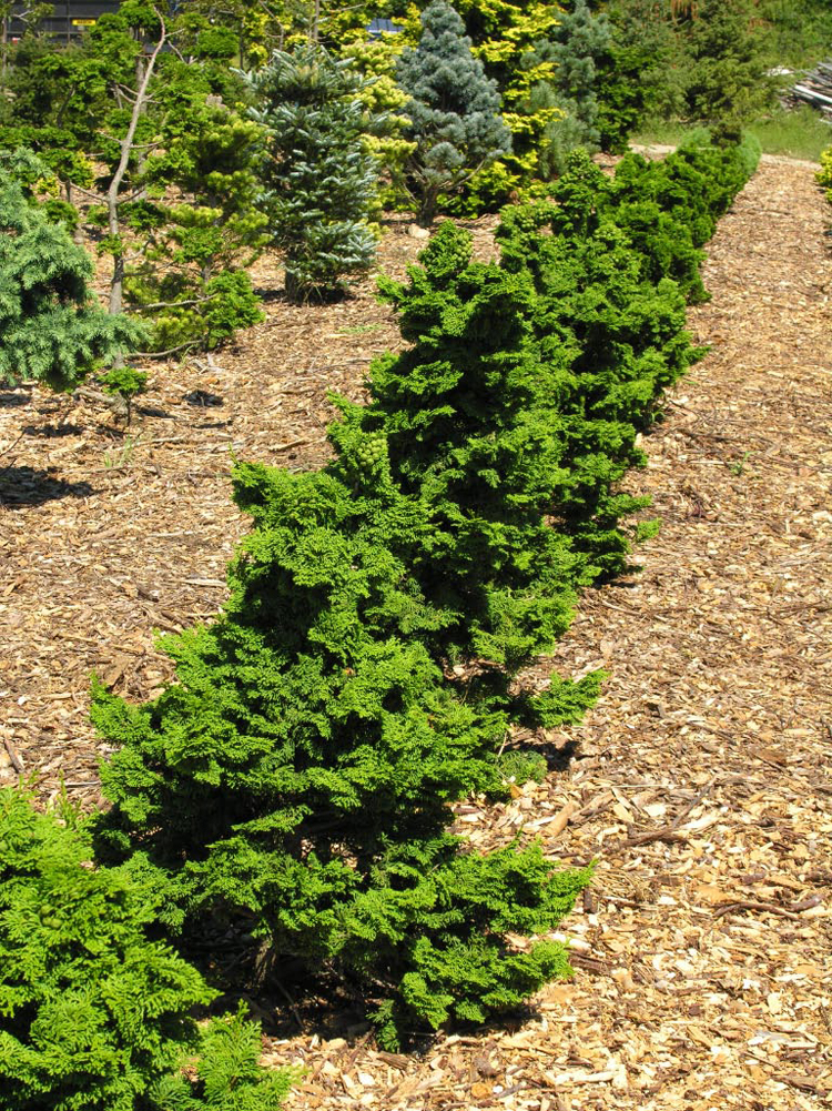 Kosters Hinoki Cypress | Katsura Gardens