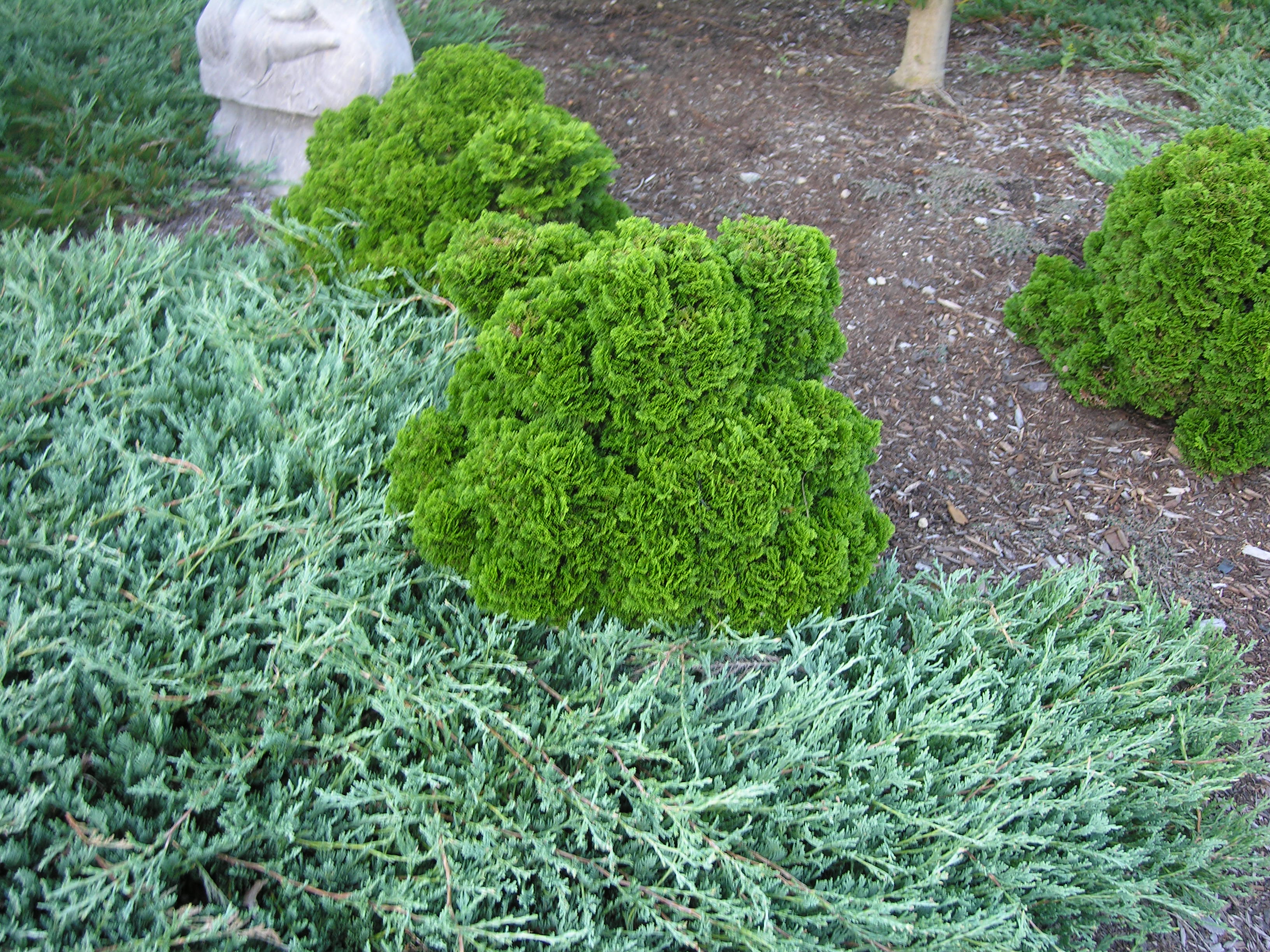 Very Dwarf Hinoki Cypress | Katsura Gardens