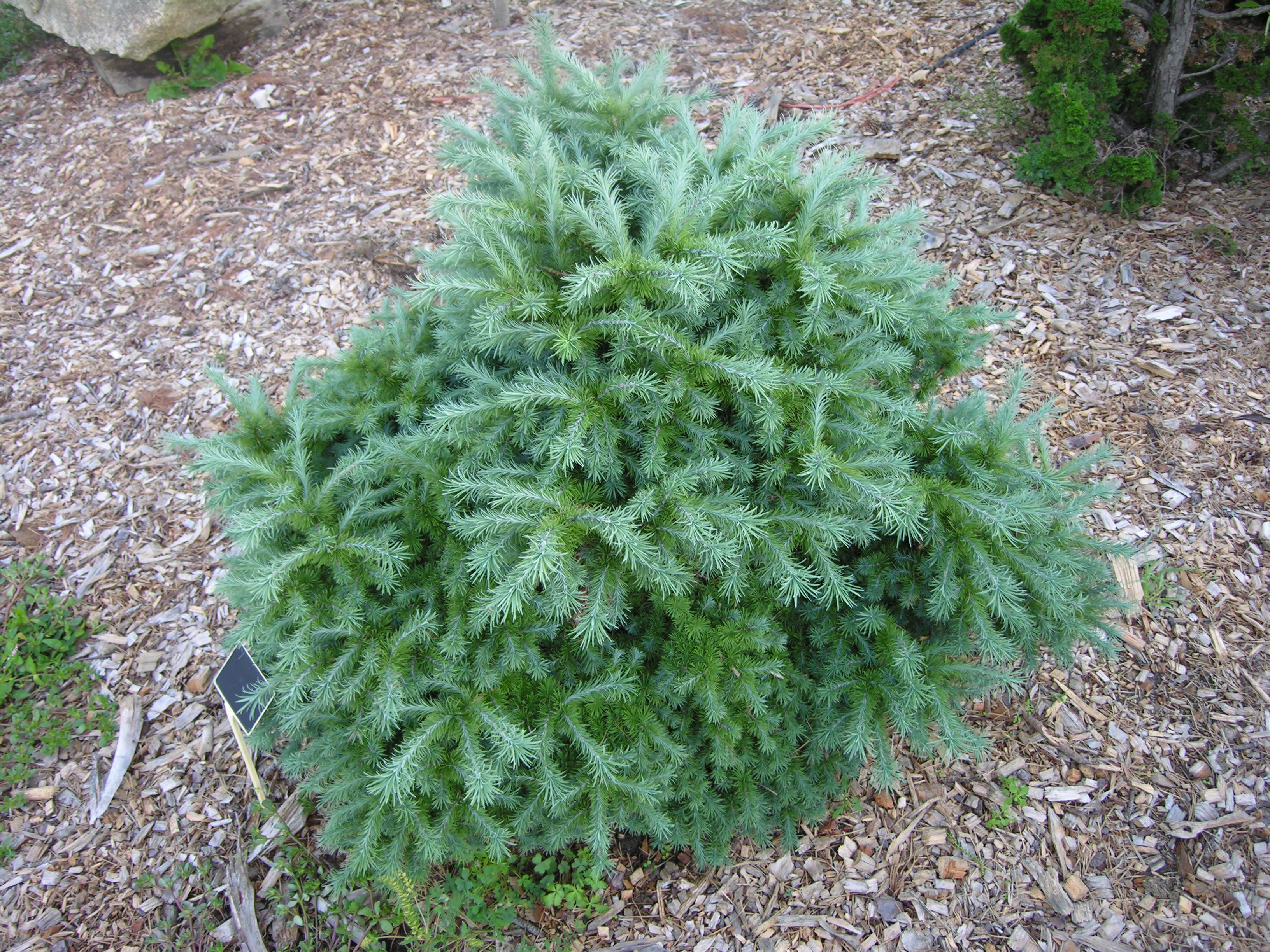 Wolterdingen Japanese Larch | Katsura Gardens