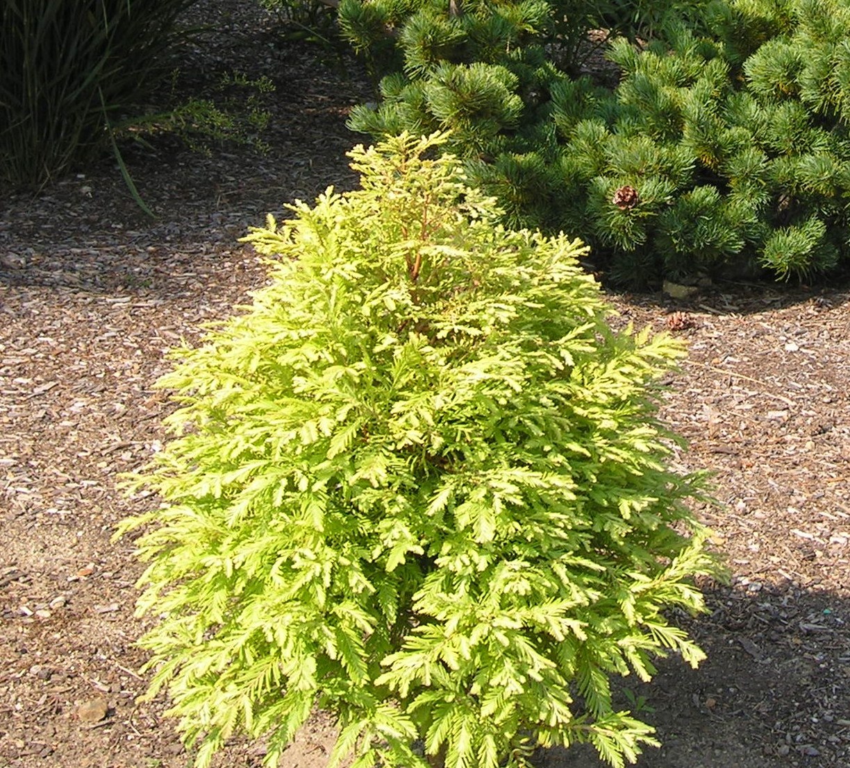 North Light Dawn Redwood | Katsura Gardens