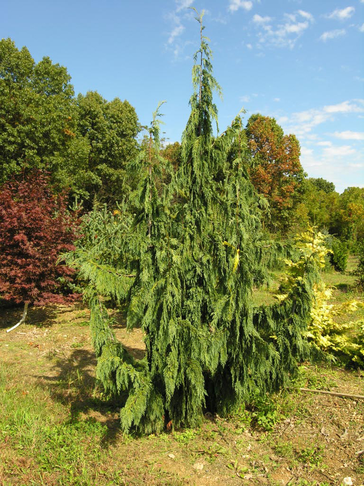 Strict Weeping Alaskan Cedar | Katsura Gardens