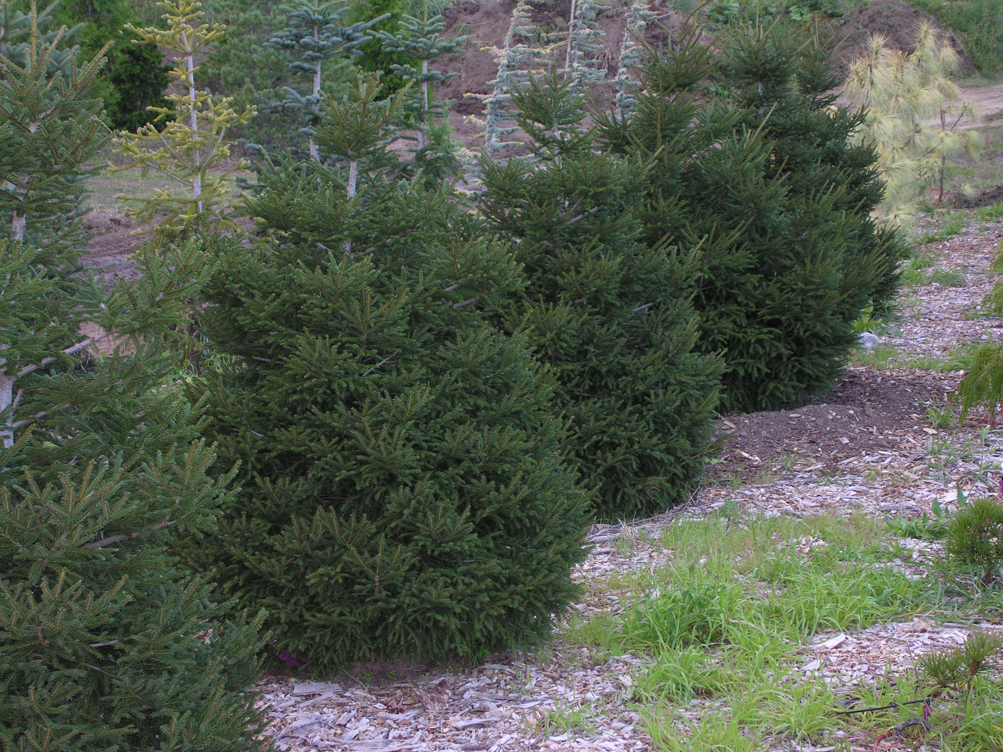 Compact Oriental Spruce | Katsura Gardens