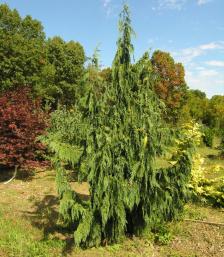 Conifers | Katsura Gardens