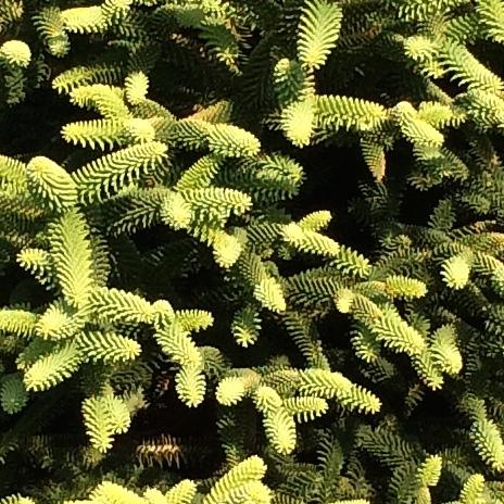 Golden Spanish Fir | Katsura Gardens