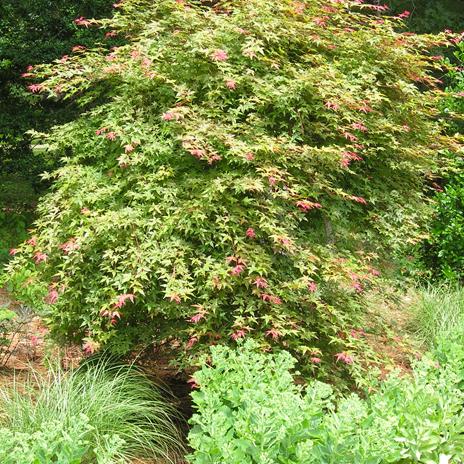 Shindeshojo Japanese Maple | Katsura Gardens