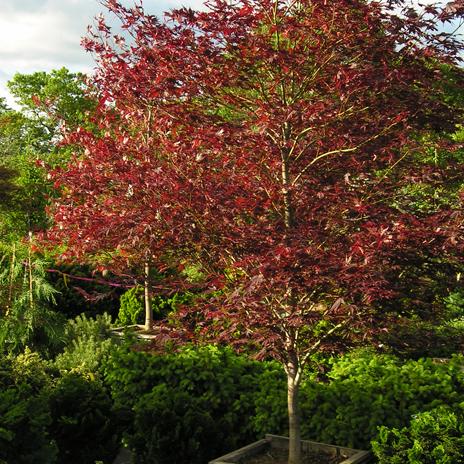 Sherwood Flame Japanese Maple | Katsura Gardens